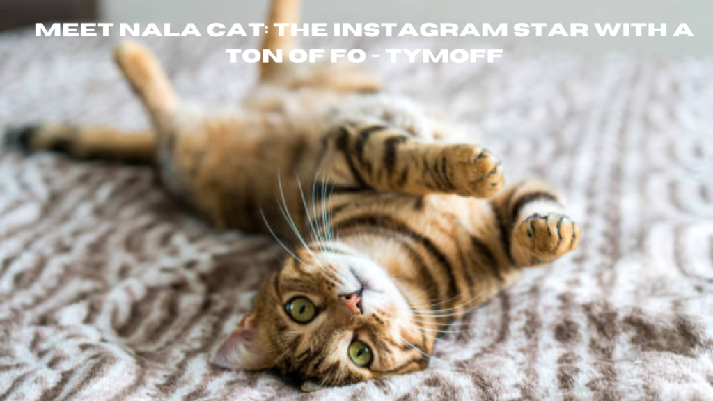 meet nala cat: the instagram star with a ton of fo - tymoff