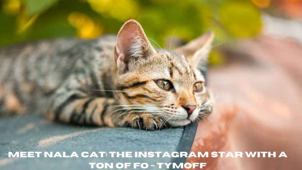 meet nala cat: the instagram star with a ton of fo - tymoff