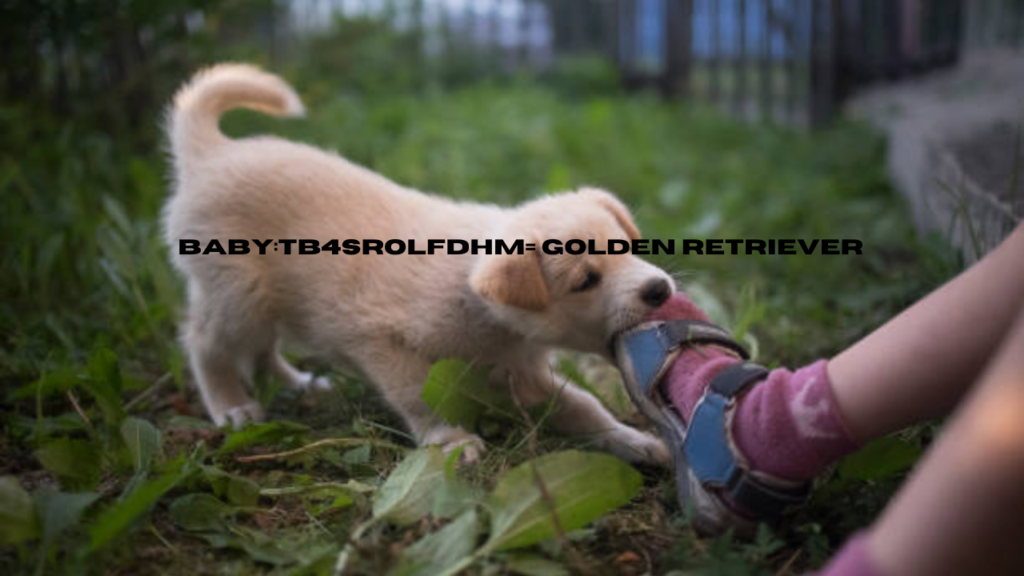 baby:tb4srolfdhm= golden retriever