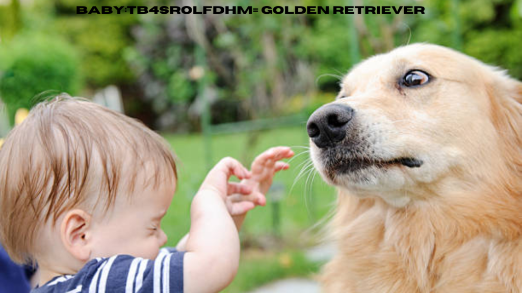 baby:tb4srolfdhm= golden retriever